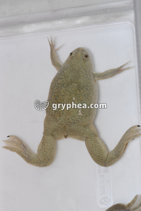 Xénope (en laboratoire) - gryphea.org